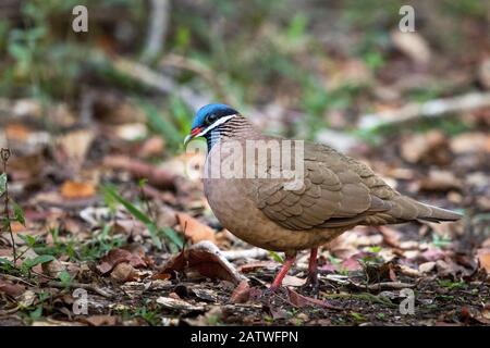 Blauköpfige Wachteltaube (Starnoenas cyanocephala) vor Ort, Kuba Stockfoto