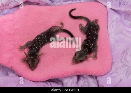 Nordquoll (Dasyurus hallucatus) Waisenbabys, schlafend auf einer heißen Wasserflasche, Atherton Tablelands, Queensland, Australien. Stockfoto