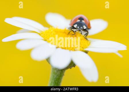 7-Punkt-Marienkäpfchen (Coccinella septempunctata) auf Mayweed (Anthemis sp) Blume. Zypern. April. Stockfoto