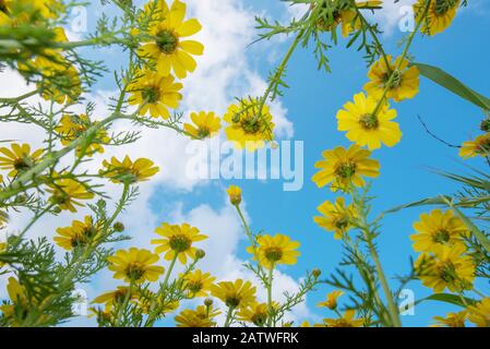 Crown Daisy (Glebionis coronarium) Blumen gegen den Himmel, niedrige Winkelansicht. Zypern. April. Stockfoto