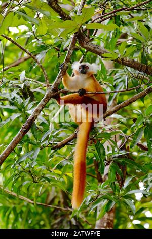Schwarze Lemur (Eulenmur macaco macaco) Weibchen, die im Baum sitzen. Lokobe Reserve, Nosy Be, Madagaskar. Stockfoto