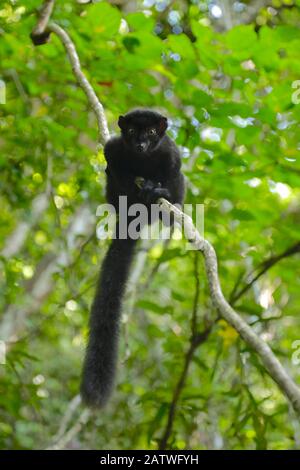 Blauäugiger Lemur (Eulemur flavifrons) männlich, der vom Ast nach unten blickt. Sahamalaza, Madagaskar. Stockfoto