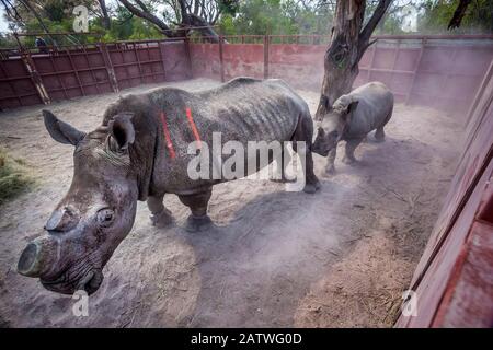 Weiße Nashörner (Ceratotherium simum) Mutter und Kalb, bereiten sich darauf vor, im Okavango-Delta im Norden Botswanas einen Boma - ein sicheres Gehege - zu verlassen, nachdem sie im Rahmen der Bemühungen, Botswanas verlorene Nashorn-Populationen wieder aufzubauen, aus Südafrika transloziert wurden. Stockfoto