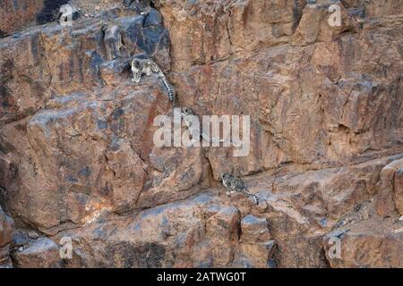 Snow Leopard (Panthera uncia) weiblich mit zwei Jungen, die in der Dämmerung auf einer Felswand in 4400 Metern Höhe klettern, Spiti-Tal, Biosphärenreservat kalte Wüste, Himalaya-Gebirge, Himachal Pradesh, Indien, Februar Stockfoto