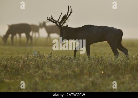 Pere Davids Deer/Milu (Elaphurus davidianus) männlich am Morgen wandern, Hubei Tianezhou Milu National Nature Reserve, Shishou, Hubei, China