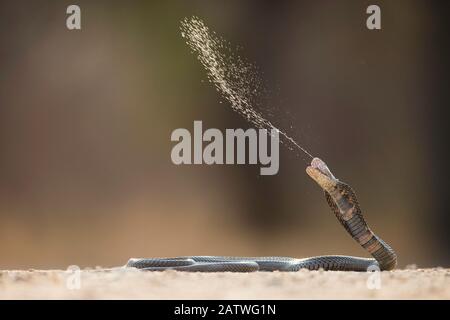 Mosambik spuckt Kobra (Naja mossambica) spuckend Gift. Kruger, Südafrika. Kontrollierte Bedingungen. Stockfoto