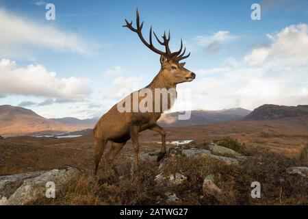 Rotwild (Cervus elaphus) Hirsch in der Hochlandlandschaft. Lochcarron, Highlands, Schottland, Großbritannien. Stockfoto