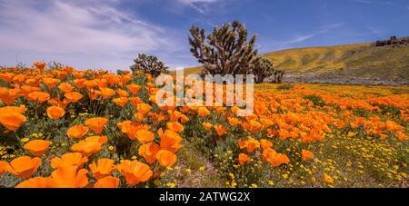 Gelbe kalifornische Goldfelder (Losthenia californica) und orangefarbene kalifornische Poppies (Eschscholzia californica) mit einem blühenden Joshua-Baum (Yucca brevifolia). Antilope Butte, in der Nähe des Antelope Valley California Poppy Reserve, Mojave Desert, Kalifornien, USA. April 2019. Stockfoto