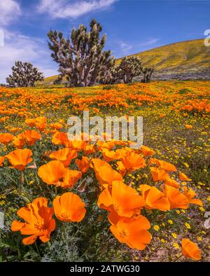 Gelbe kalifornische Goldfelder (Losthenia californica) und orangefarbene kalifornische Poppies (Eschscholzia californica) mit einem blühenden Joshua-Baum (Yucca brevifolia). Antilope Butte, in der Nähe des Antelope Valley California Poppy Reserve, Mojave Desert, Kalifornien, USA. April 2019. Stockfoto