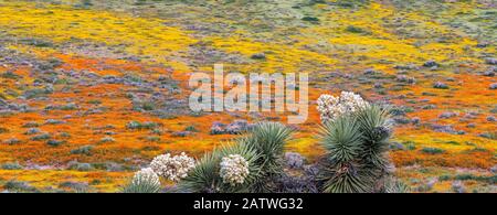 Gelbe kalifornische Goldfelder (Losthenia californica) und orangefarbene kalifornische Mohn (Eschscholzia californica) Teppiche am Hang, mit blühendem Joshua Tree (Yucca brevifolia) im Vorland. Antilope Butte, in der Nähe des Antelope Valley California Poppy Reserve, Mojave Desert, Kalifornien, USA. April 2019. Stockfoto