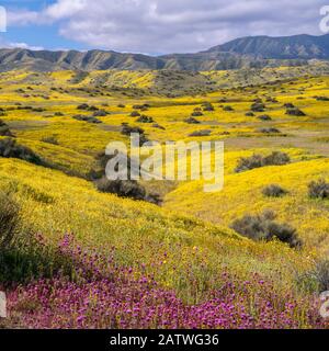 Ausläufer der Temblor Range, mit blumen aus Coreopsis (gelb) und Purple Owls Clover (Castilleja exserta). Carrizo Plain, Kalifornien, USA. März 2019. Stockfoto