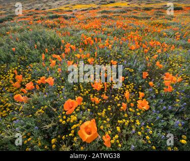 Gelbe kalifornische Goldfelder (Losthenia californica) und orangefarbene kalifornische Mohn (Escholzia californica), wobei Lupinen miteinander vermischt sind. Antilope Butte, in der Nähe des Antelope Valley California Poppy Reserve, Mojave Desert, Kalifornien, USA. März 2019. Stockfoto