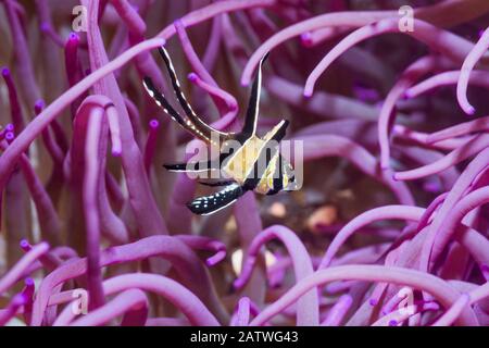 Banggai Kardinalfisch (Pterapogon kauderni) mit einer Corkscrew oder Langen Tentakelanemone (Macrodactyla doreensis). Lembeh Strait, Nord-Sulawesi, Indonesien. Stockfoto