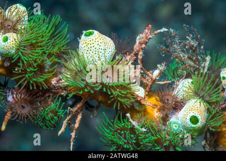 Koloniale Anemonen (Amphianthus nitidus) mit grünen Urnenmeer-Tintenröcken (Didemnum molle) (Atriolum robustum). Lembeh Strait, Nord-Sulawesi, Indonesien. Stockfoto