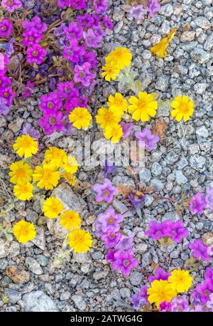 Purplemat (Nama demissum) und California Goldfields (Lasthenia californica) wachsen durch Kieselsteine eines trockenen Streambeds. Joshua Tree National Park, Mojave Desert, Kalifornien, USA. März 2019. Stockfoto