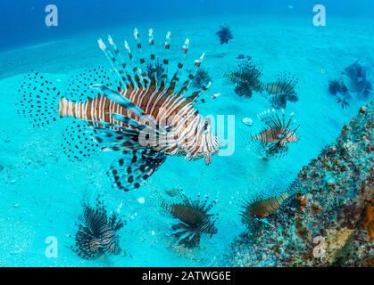 Invasive Lionfish (Pterois volitans), die einheimische Fische im Atlantik übernommen haben und austreiben. Die höchsten Dichten befinden sich im nördlichen Golf von Mexiko. Destin, Florida, USA. Stockfoto