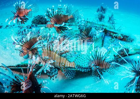 Invasive Lionfish (Pterois volitans), die einheimische Fische im Atlantik übernommen haben und austreiben. Die höchsten Dichten befinden sich im nördlichen Golf von Mexiko. Destin, Florida, USA. Stockfoto