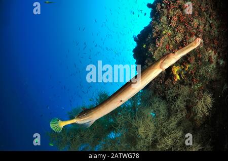 Trumpetfish (Aulostomus chinensis) am Korallenabfall, Sulu Sea, Philippinen. Stockfoto