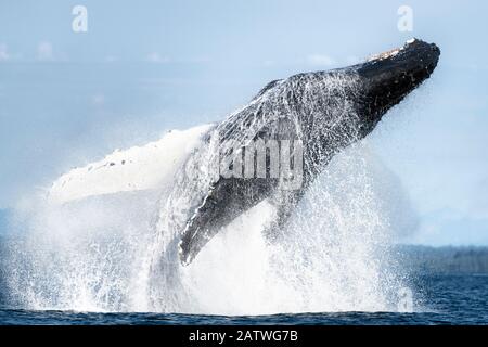 North Pacific Buckelwal (Megaptera novaeangliae kuzira) Breaching, Icy Strait, Alaska, USA. Juli. Stockfoto