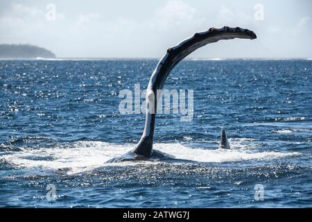 Buckelwal (Megaptera novaeangliae), der auf seiner Seite liegt, während er eine Reihe von Brustflossenschlappen auf der Meeresoberfläche ausführt. Vavau, Tonga, Südpazifik. Stockfoto