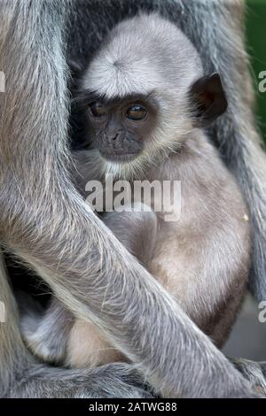 Getuftete graue Langur (Semnopithecus priam priam) Baby, Sri Lanka. Stockfoto