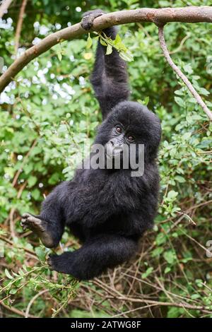 Berggorilla (Gorilla beringei) Jugendliche im Alter von 2 Jahren, die von einer Zweigstelle abhängen, Mitglied der Nyakagezi-Gruppe, Mgahinga National Park, in Uganda. Januar. Stockfoto