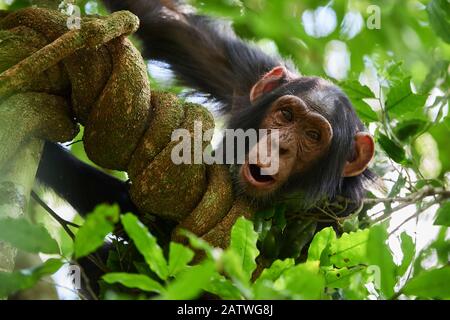 Schimpansenjuvenile (Pan troglodytes schweinfurthii) in einem Baum. Kibale National Park, Uganda. Januar. Stockfoto