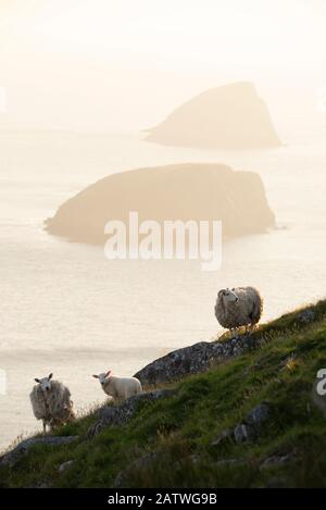 Ferale Schafe mit dahinter liegenden Galtachan-Inseln, Shiant Isles, Outer Hebrides, Schottland, Großbritannien. Juni 2018 Stockfoto