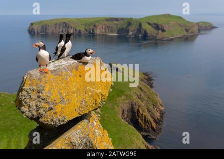 Puffins (Fratercula arctica) und Razorbills (Alca torda) mit Eilean Mhuire Behind, Shiant Isles, Outer Hebrides, Schottland, Großbritannien. Juni 2018 Stockfoto