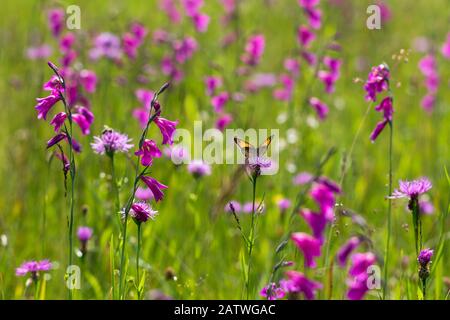 Gladiolus (Gladiolus palustris), blüht mit Wiesenbrauner Schmetterling (Maniola jurtina), Oberbayern, Deutschland. Stockfoto