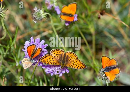 Fritillary-Schmetterling (Argynnis sp) mit Knappen Kupfer-Schmetterlingen (Lycaena virgaureae) Queyras, Alpen, Frankreich. August. Stockfoto