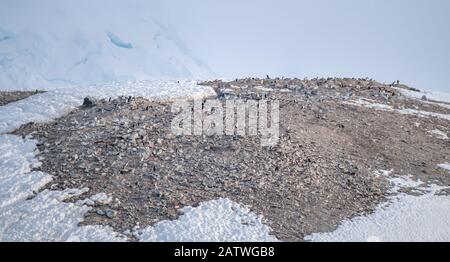 Überfüllte Gentoo Pinguin Brutkolonien (Rookerien) auf Felsvorsprüngen, umgeben von stumpfen eisigen Landschaften, Antarktis Stockfoto