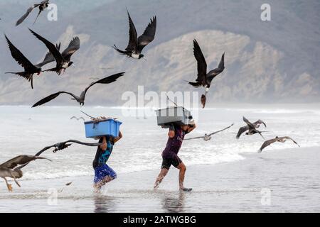 Großartige Frigorybirds (Fregata magnificens), die versuchen, Fisch von Fischern zu stehlen, die mit einem frischen Fang an Land kommen, Puerto Lopez, Santa Elena Peninsula, Provinz Manabi, Ecuador, Juli Stockfoto