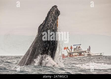 Buckelwal (Megaptera novaangliae), der vor einem Touristenboot, Puerto Lopez, Santa Elena Peninsula, Manabi Province, Ecuador, Juli, durchbricht Stockfoto