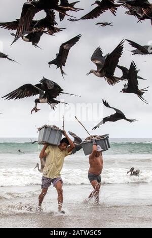 Großartige Frigorybirds (Fregata magnificens), die versuchen, Fisch von Fischern zu stehlen, die mit einem frischen Fang an Land kommen, Puerto Lopez, Santa Elena Peninsula, Provinz Manabi, Ecuador, Juli Stockfoto