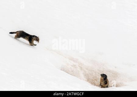 Alpine Murmeltier (Marmota marmota), die Gras und anderes Nistmaterial über Schnee zu seinem Nest tragen, während ein anderer auf dem Aussichtspunkt ist, Gran Paradiso National Park, Aosta Valley, Italien, April Stockfoto