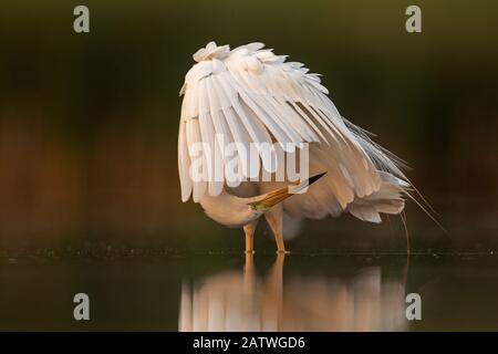 Große weiße Egretta Alba, die ihre Federn predigieren, Valkenhorst Naturreservat, Valkenswaard, Niederlande, Juli Stockfoto