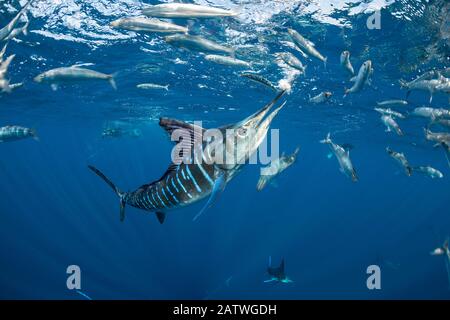 Gestreifter Marlin (Tetrapturus audax), der sich von Sardin (Sardinops sagax) ernährt. Magdalena Bay, Baja California Sur, Pazifischer Ozean, Mexiko. Stockfoto