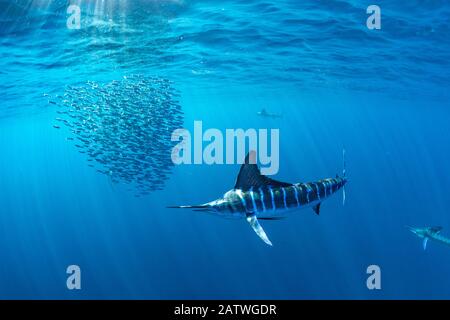 Gestreifter Marlin (Kajikia audax) auf der Jagd nach Sardine (Sardinops sagax) im Köcherball. Magdalena Bay, Baja California Sur, Mexiko. Stockfoto