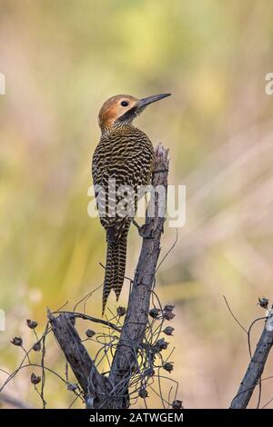 Fernandinas Flicker (Colaptes fernandinae), Kuba, endemische Arten Stockfoto