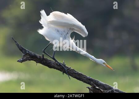 Intermediate Egretta Intermedia, Keoladeo NP, Bharatpur, Indien Stockfoto