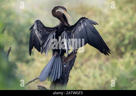 Darter ( Anhinga melanogaster) trocknende Flügel, Keoladeo NP, Bharatpur, Indien Stockfoto