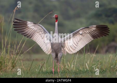 Sarus-Kran (Grus antigone), männliche Ausstellung, Keoladeo NP, Bharatpur, Indien Stockfoto