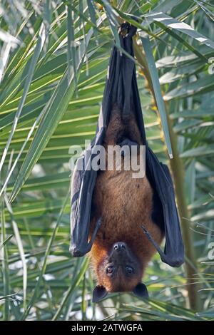 Indischer fliegender Fuchs (Pteropus giganticus) männlich brütet im Baum, Keoladeo NP, Bharatpur, Indien Stockfoto