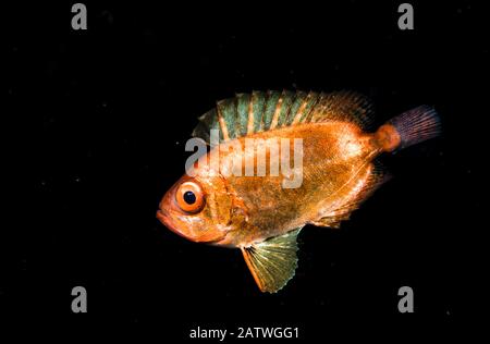 Ein junger Soldatfisch, möglicherweise ein Halbmond-Schwanzbigauge (Priacanthus hamrur) im offenen Ozean in der Nacht vor Anilao, Philippinen. Stockfoto