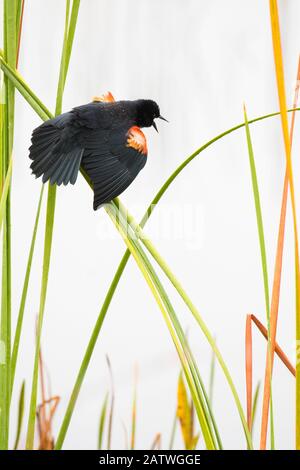 Rotgeflügeltes Blackbird (Agelaius phoeniceus) Männchen, das in Cattail Marsh, Viera Wetlands, Brevard County, Florida, USA, Januar gezeigt wird. Stockfoto