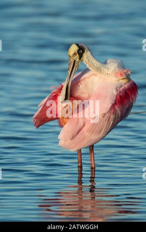 Roseate Spoonbill (Ajaia ajaja) Erwachsene in der Züchtung Gefiederpräening Schwanzfedern, Black Point Wildlife Drive, Merritt Island National Wildlife Refuge, Florida, USA, Januar. Stockfoto