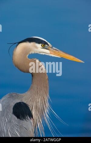 Großer blauer Reiher (Ardea herodias) im Brutgefieders, Kopf und Schultern, die auf Krone und Hals zuplaumen, Montezuma National Wildlife Refuge, New York, USA, Mai. Stockfoto