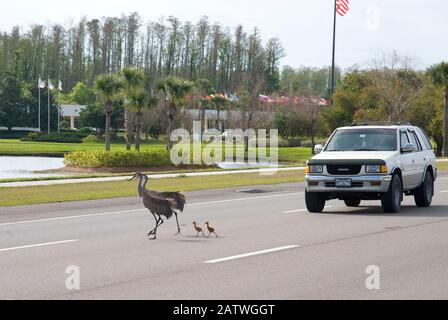 Sandhill Krane (Grus canadensis) (Rennen in Florida), Erwachsener mit zwei kleinen Küken, die Highway kreuzen, Kissimmee, Florida, USA, März. Stockfoto