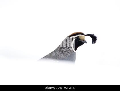 California Quail (Callipepla californica), männlich, das im Winter hinter der Schneebank auftaucht, Mono Lake Basin, Kalifornien, USA Stockfoto